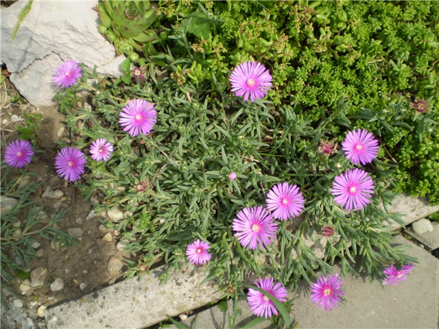 delosperma